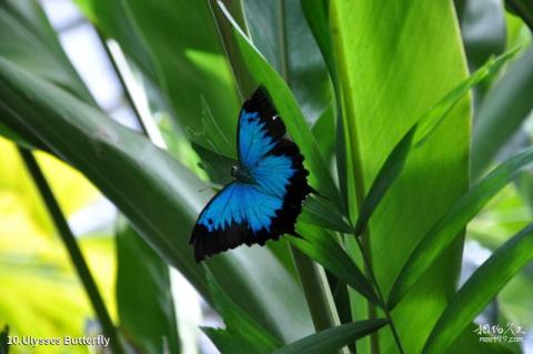 澳大利亚库兰达小镇旅游攻略 之 Ulysses Butterfly