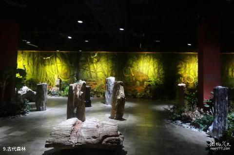 广州花都石头记矿物园旅游攻略 之 古代森林