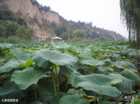 三门峡鼎湖湾芦苇荡风景区旅游攻略 之 荷花观赏池