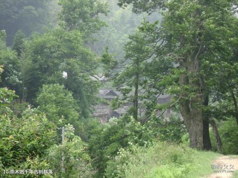 隆回虎形山花瑶风景名胜区旅游攻略 之 崇木凼千年古树群落