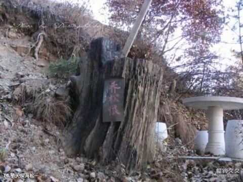 北武当山风景名胜区旅游攻略 之 擎天探海松