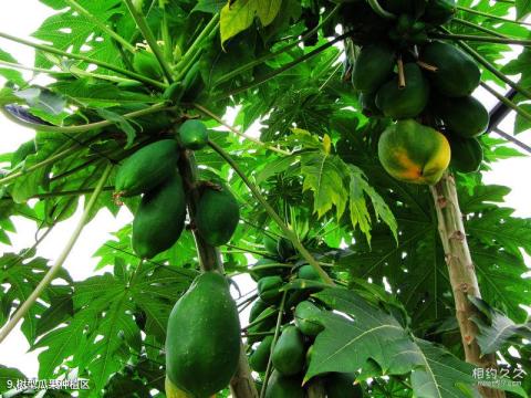 珠海农科奇观旅游攻略 之 树型瓜果种植区