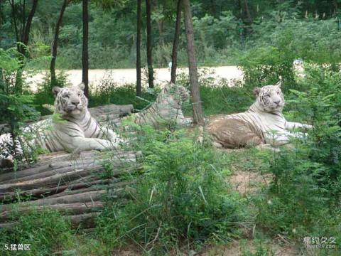 秦皇岛野生动物园旅游攻略 之 猛兽区