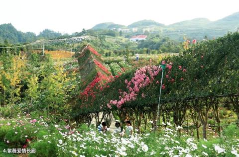 桐梓杉坪旅游景区旅游攻略 之 紫薇爱情长廊