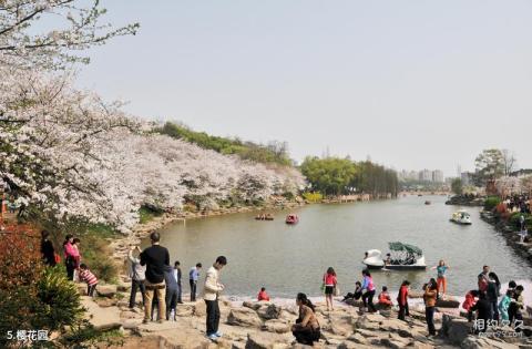 湖南省森林植物园旅游攻略 之 樱花园