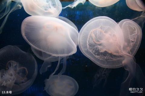 青岛水族馆旅游攻略 之 水母