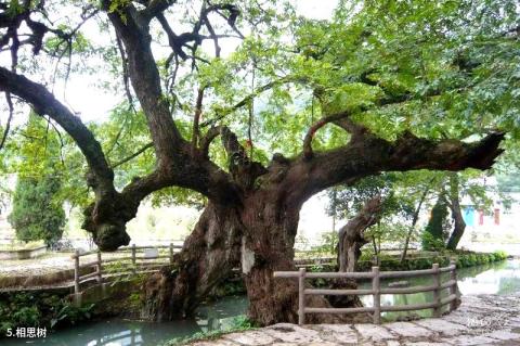 铜陵凤凰山风景区旅游攻略 之 相思树