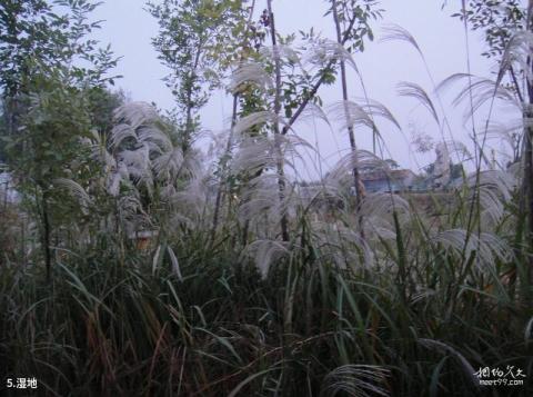 滨州沾化冬枣生态旅游区旅游攻略 之 湿地