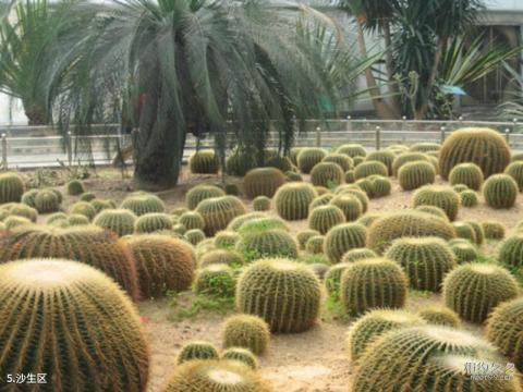 天津热带植物观光园旅游攻略 之 沙生区