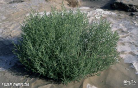 中科院吐鲁番沙漠植物园旅游攻略 之 盐生荒漠植物专类园