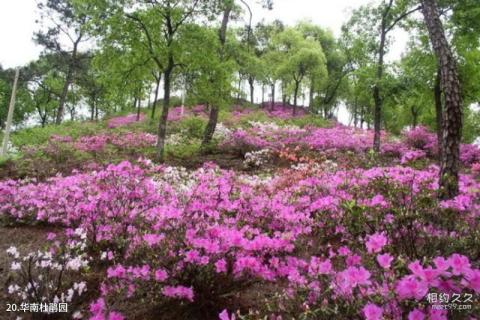 肇庆鼎湖山风景区旅游攻略 之 华南杜鹃园