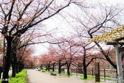 日本大阪城公园旅游攻略 之 樱花