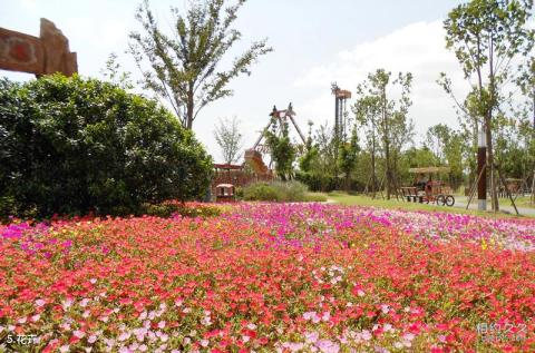 上海顾村公园旅游攻略 之 花卉