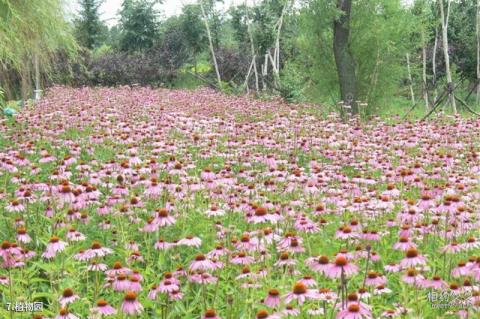 农垦北大荒农机博览园旅游攻略 之 植物园