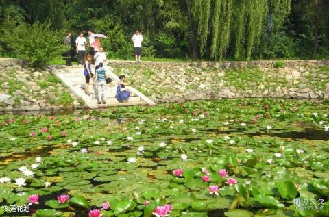 沈阳猪踪朝阳寺旅游攻略 之 莲花池