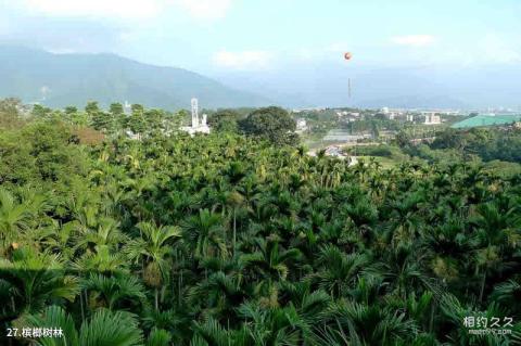 台湾中台禅寺旅游攻略 之 槟榔树林