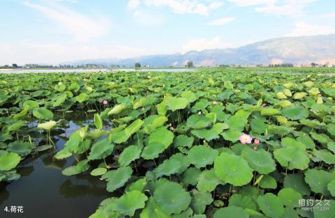 陆良白水塘旅游攻略 之 荷花