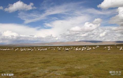 川西高寒草原旅游攻略 之 牛羊遍野