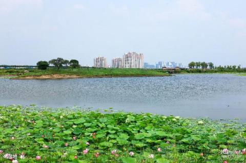 哈尔滨金河湾湿地植物园旅游攻略 之 湿地