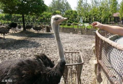 上海野生动物园旅游攻略 之 鸵鸟区