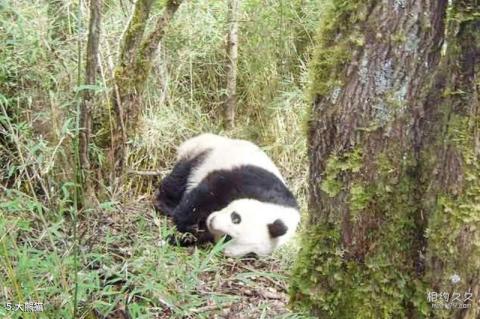 四川王朗国家级自然保护区旅游攻略 之 大熊猫