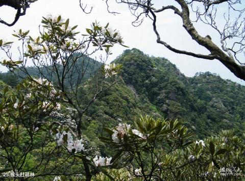 浙南箬寮原始林旅游攻略 之 猴头杜鹃林