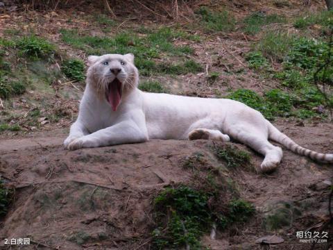重庆野生动物世界旅游攻略 之 白虎园
