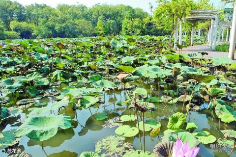 台北植物园旅游攻略 之 荷花池