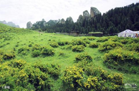 碌曲则岔石林旅游景区旅游攻略 之 草甸