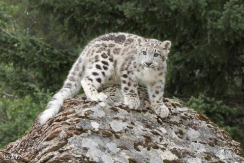 乌苏佛山国家森林公园旅游攻略 之 雪豹