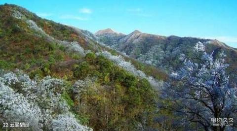 南山牧场大草原旅游攻略 之 云雾梨园