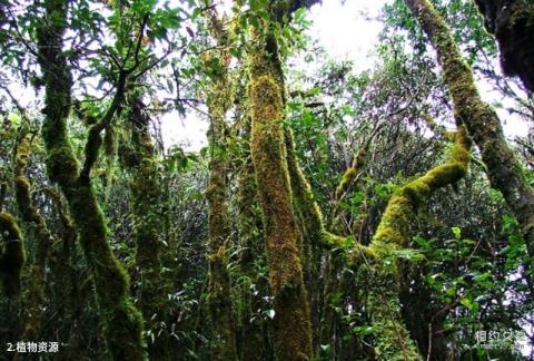 吉林磨盘山景区旅游攻略 之 植物资源