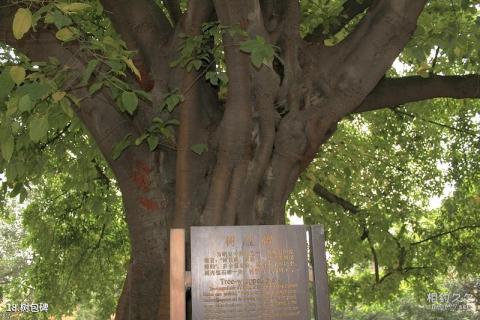 成都昭觉寺旅游攻略 之 树包碑