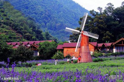 肇庆德庆盘龙峡生态景区旅游攻略 之 森林薰衣草园