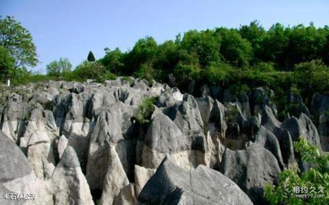 宜都奥陶纪石林旅游攻略 之 石林松涛