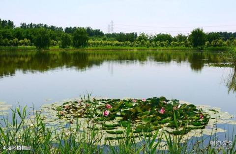 北京顺义汉石桥湿地景区旅游攻略 之 湿地植物园