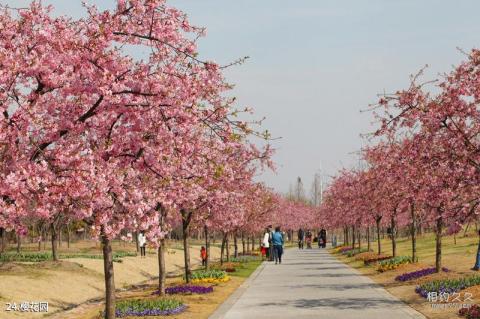 上海辰山植物园旅游攻略 之 樱花园