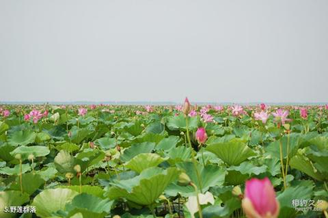 湖北龙感湖国家级自然保护区旅游攻略 之 野莲群落