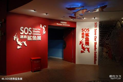 上海海洋水族馆旅游攻略 之 SOS拯救鲨鱼展