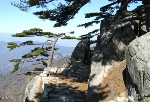 大别山主峰景区旅游攻略 之 飞马松