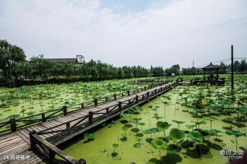 德阳中国绵竹年画村旅游攻略 之 荷花基地