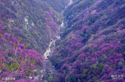 陕西太平国家森林公园旅游攻略 之 紫荆花海