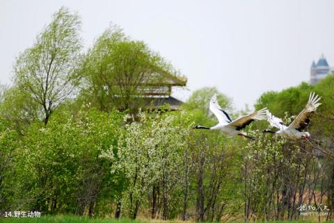 哈尔滨金河湾湿地植物园旅游攻略 之 野生动物