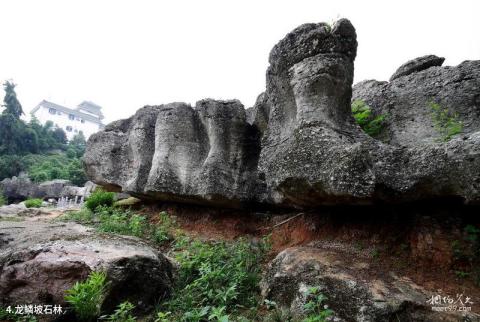 绵阳北川寻龙山景区旅游攻略 之 龙鳞坡石林