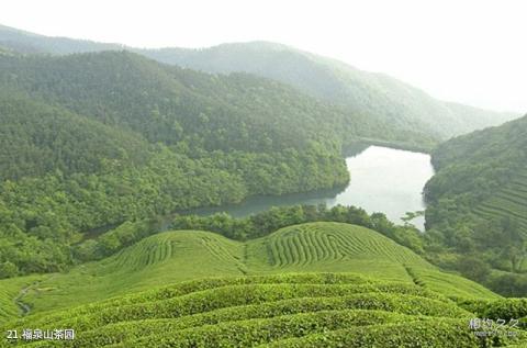 宁波东钱湖旅游攻略 之 福泉山茶园