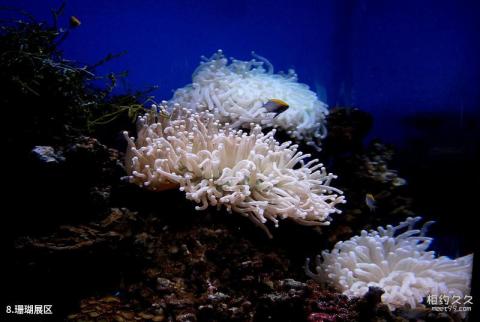 天津海昌极地海洋世界旅游攻略 之 珊瑚展区