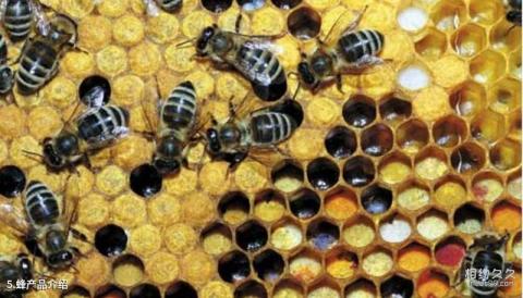 中国蜜蜂博物馆旅游攻略 之 蜂产品介绍