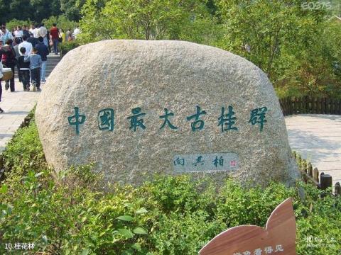 绍兴大香林旅游攻略 之 桂花林