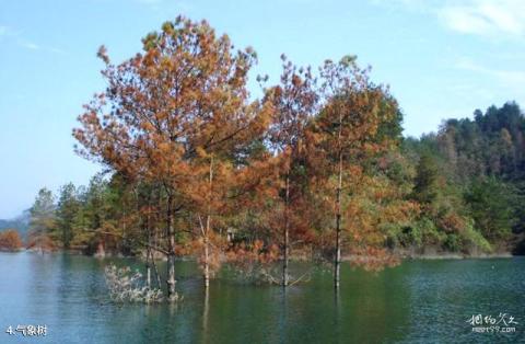 重庆酉水河石堤风景区旅游攻略 之 气象树