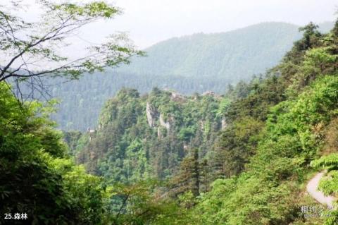 武冈法相岩—云山风景区旅游攻略 之 森林